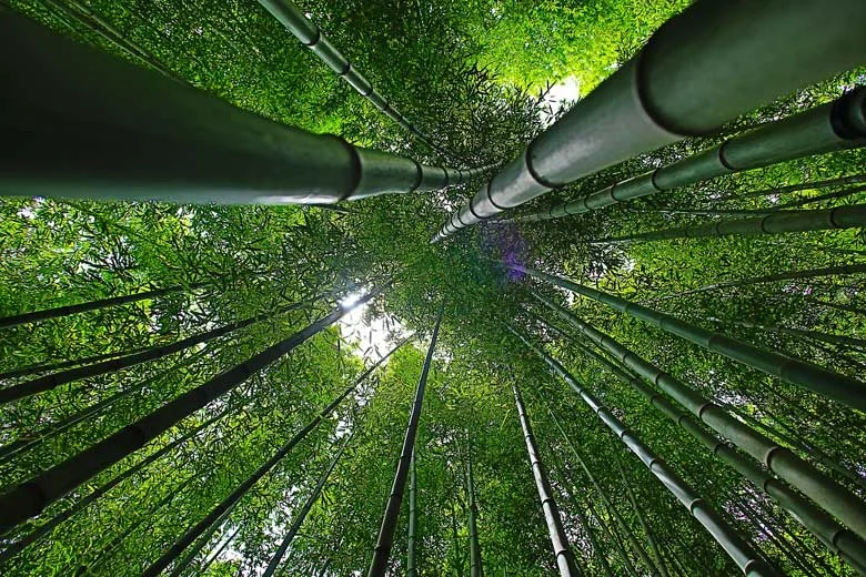 Be Like The Bamboo