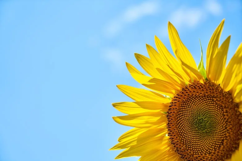 Be like a Sunflower